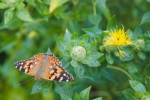 Distelfalter auf einer Alant-Distel