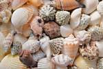 Muschelschalen und Schneckengeh&auml;use als Hintergrund