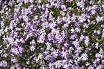 Polsterphlox im Garten