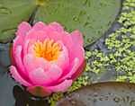 Pinkfarbene Seerose im Gartenteich