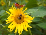 Sonnenblume mit Tagpfauenauge und Hummeln: Schmetterling des Jahres 2009